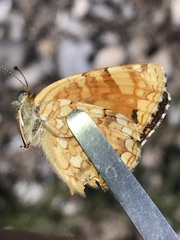Phyciodes pallida