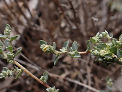 Atriplex pumilio