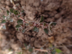 Atriplex pumilio