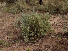 Chenopodium desertorum