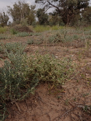 Chenopodium desertorum