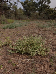 Chenopodium desertorum