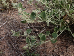 Chenopodium desertorum