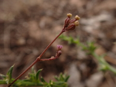 Boerhavia dominii