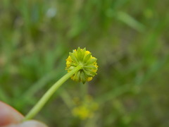 Lomatium cous