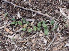 Boerhavia dominii