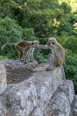 Macaca sinica