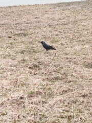 Corvus monedula