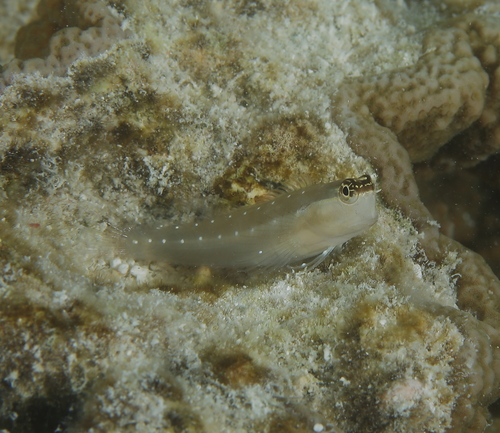 Many-toothed blenny (Ecsenius mandibularis) — Blenniidae — 4