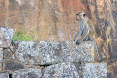 Macaca sinica