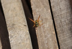 Polistes nimpha