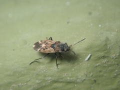 Peritrechus lundii