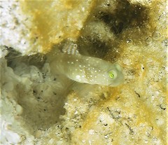 Cryptocentrus cinctus