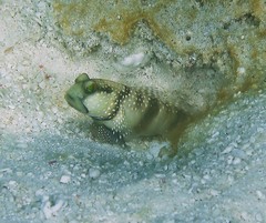 Cryptocentrus cinctus