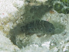 Asterropteryx semipunctata