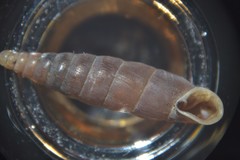 Clausilia