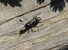 Camponotus vagus