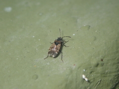 Peritrechus lundii