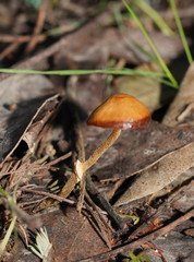 Conocybe filaris