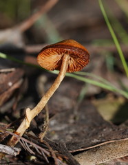 Conocybe filaris