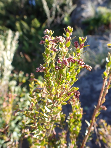 Image of Subalpine Beard-Heath (Acrothamnus maccraei) by (c) Nina Kerr, some rights reserved (CC BY)