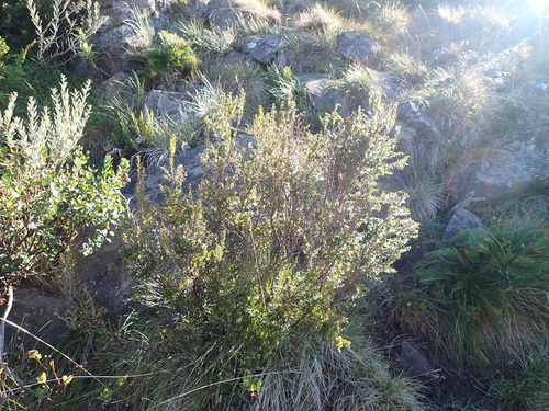 Image of Subalpine Beard-Heath (Acrothamnus maccraei) by (c) Nina Kerr, some rights reserved (CC BY)