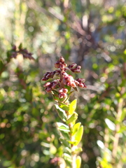 Acrothamnus maccraei