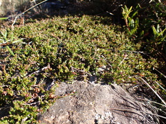 Euryomyrtus ramosissima ramosissima