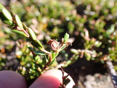 Euryomyrtus ramosissima ramosissima