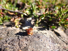 Euryomyrtus ramosissima ramosissima