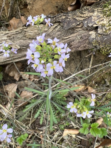 Smiltyninis skamainis nuotrauka