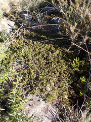 Euryomyrtus ramosissima ramosissima