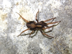 Alopecosa albofasciata