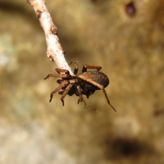 Alopecosa albofasciata