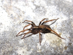 Alopecosa albofasciata