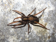 Alopecosa albofasciata