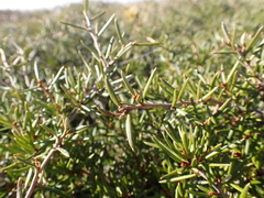 Grevillea australis