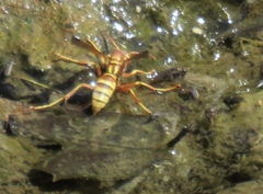 Polistes dorsalis californicus