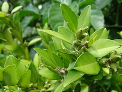 Buxus liukiuensis
