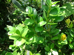 Buxus liukiuensis