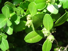 Buxus liukiuensis