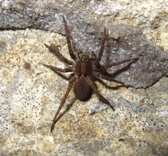 Alopecosa albofasciata
