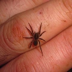 Alopecosa albofasciata