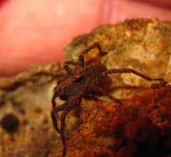 Alopecosa albofasciata