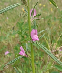 Misopates
