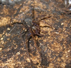 Tegenaria ferruginea