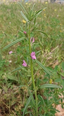 Misopates