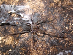 Tegenaria ferruginea