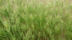 Poaceae