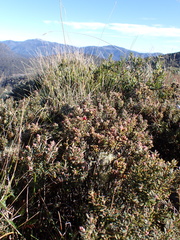 Acrothamnus montanus